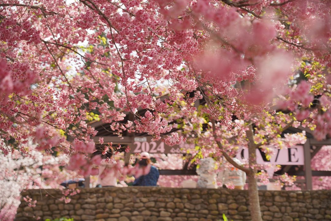 粉色櫻花山景綿延展開！🌸「福壽山農場」浪漫開園至三月底唷！