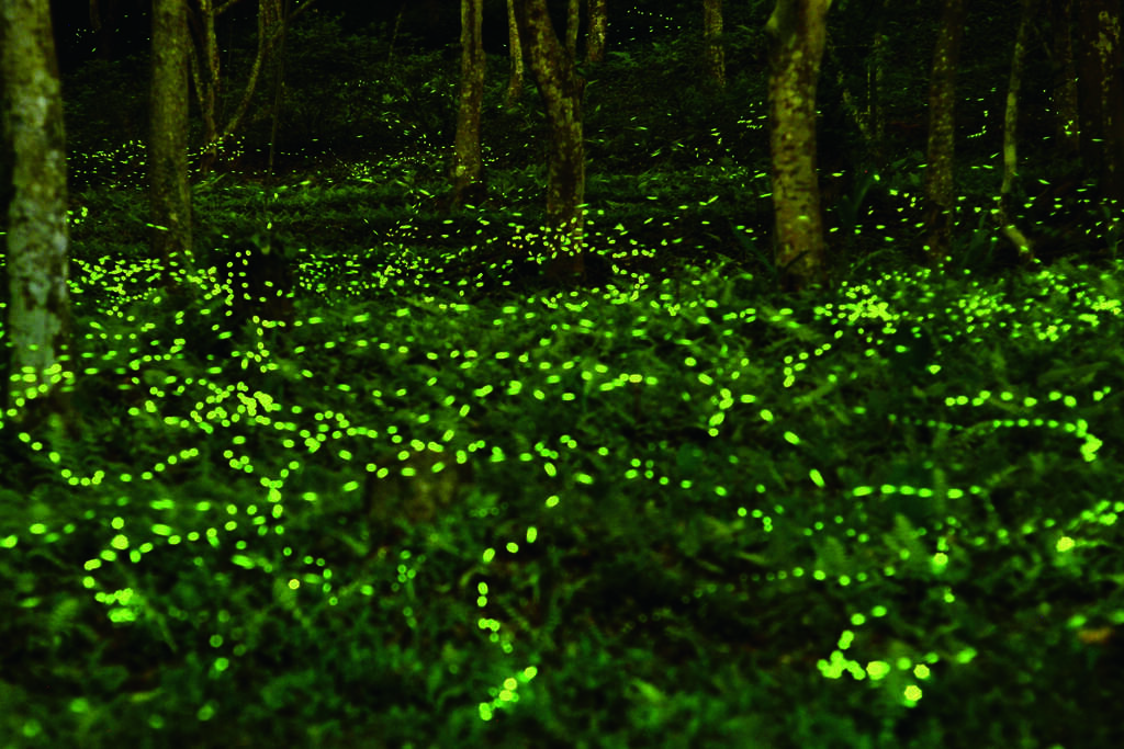 Khu rừng Đông Thế