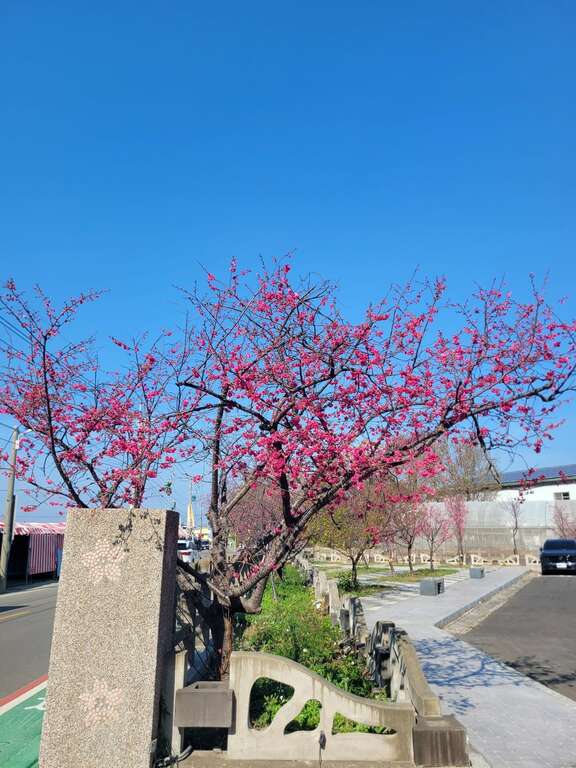 2026 Houli Cherry Blossom Festival