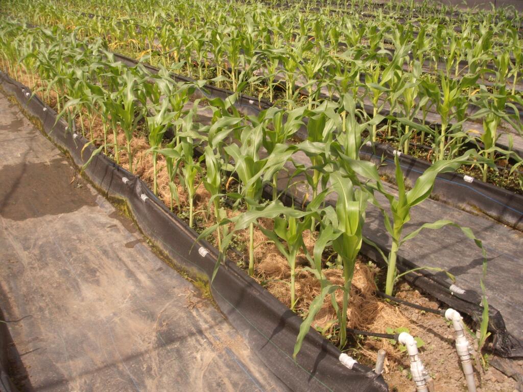 优恩蜜温室蔬果观光农园 台中观光旅游网taichung Tourism