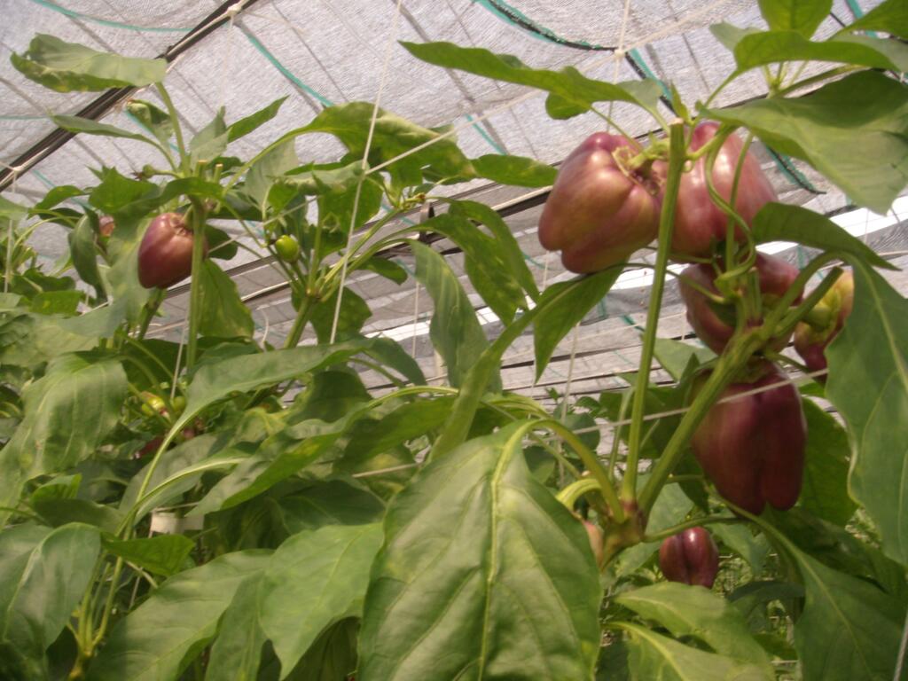 优恩蜜温室蔬果观光农园 台中观光旅游网taichung Tourism