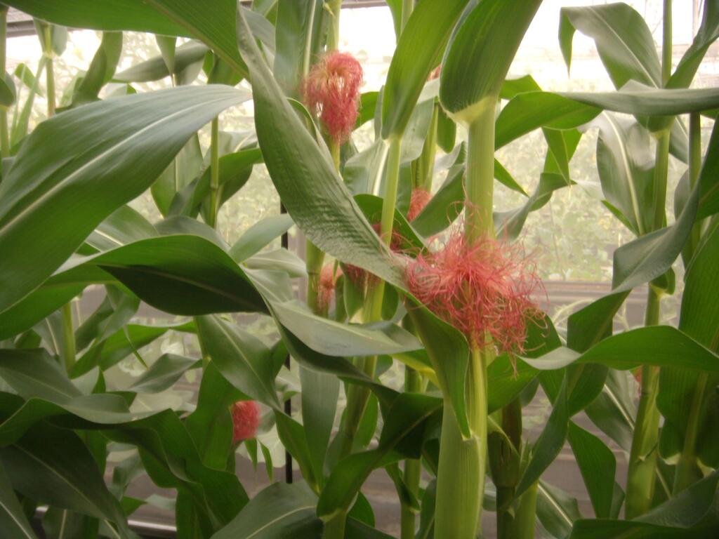 优恩蜜温室蔬果观光农园 台中观光旅游网taichung Tourism