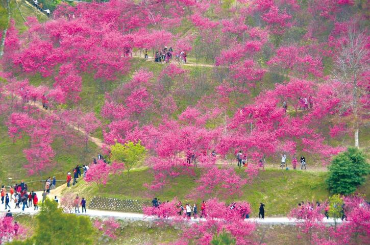 大坑濁水巷 - 櫻花林賞櫻活動