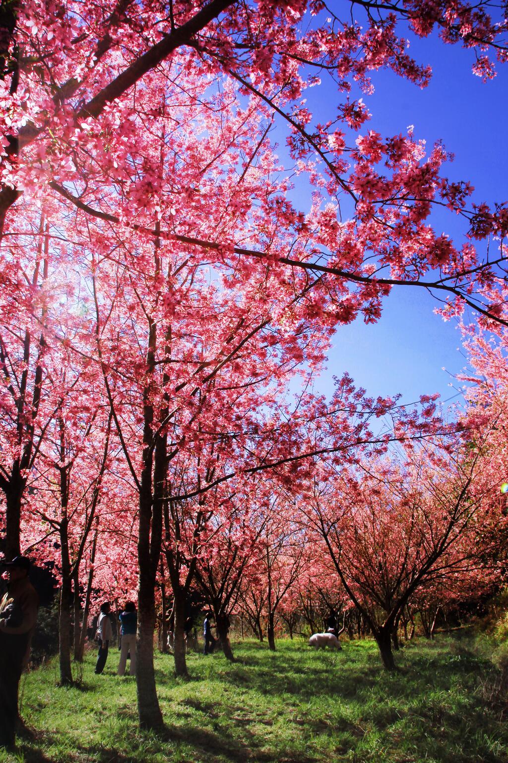 2015台中櫻花去哪兒?!!?!