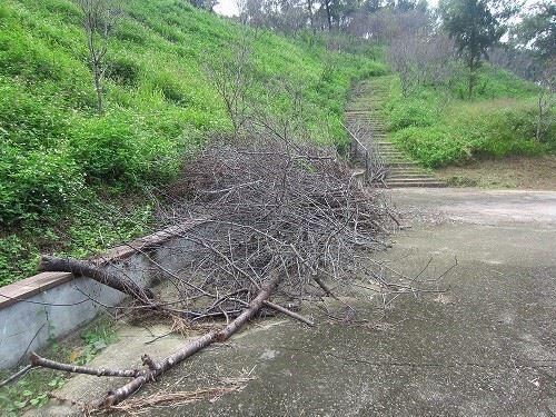 大坑浊水巷樱花林105年度起计画休园3年,年初上山赏樱您可会是白跑一趟喔!