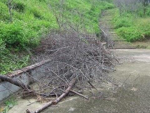 大坑浊水巷樱花林105年度起计画休园3年,年初上山赏樱您可会是白跑一趟喔!
