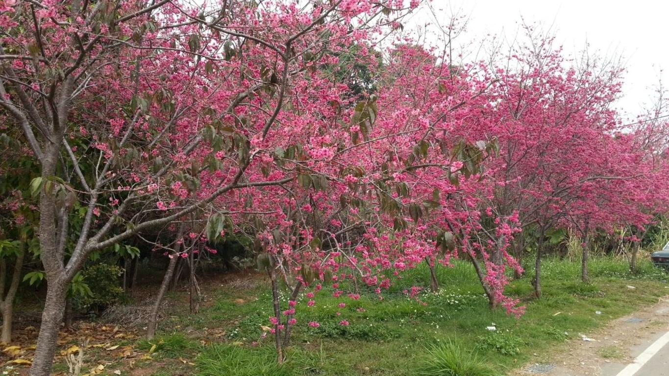 105年臺中市櫻花季系列活動