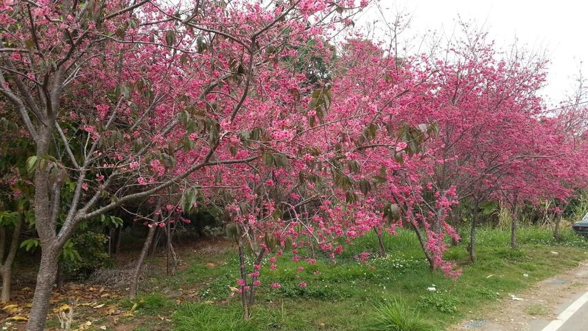 105年臺中市櫻花季系列活動