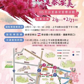 泰安櫻花季登場 預估月底才盛開