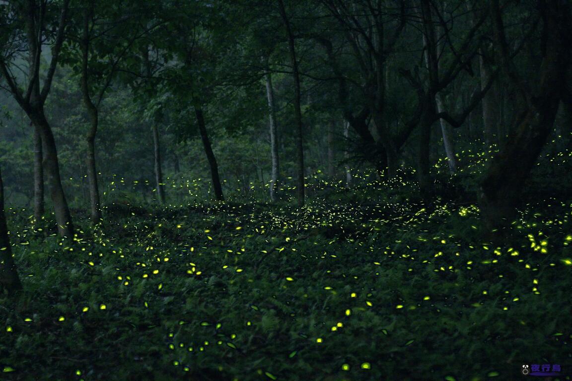 2016臺中賞螢活動-夜景