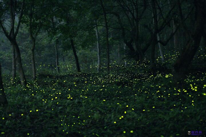 2016臺中賞螢活動-夜景