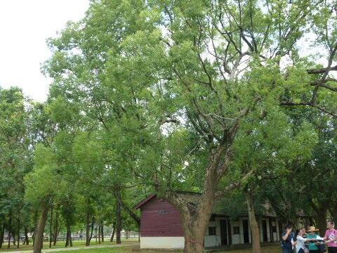 守護后里花博園區老樹 市府公告園區內62株受保護樹木