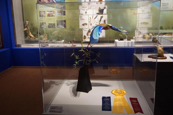 快来看!木头变鸟了! 科博馆「明察秋毫」展野鸟生态木雕-得奖作品