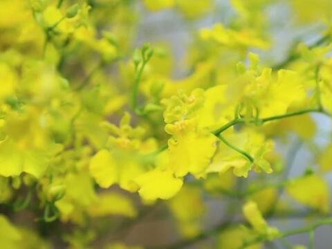 台中文心蘭照片