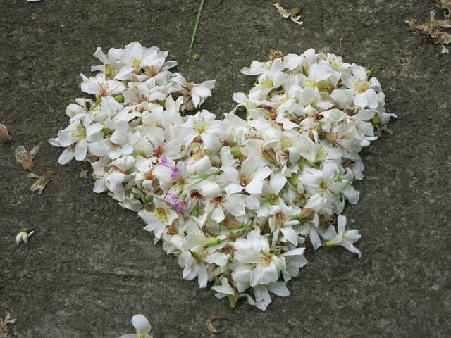雪白客家桐花(愛心形狀)