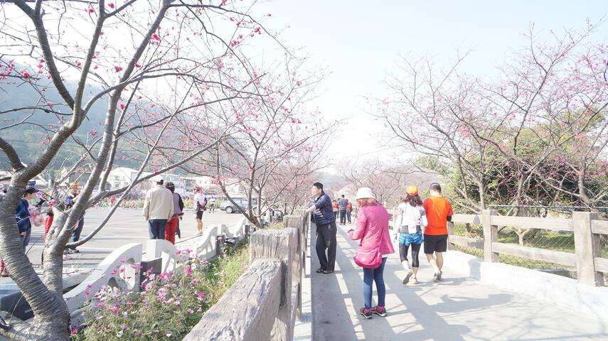 2017 Taian Cherry Blossom Season