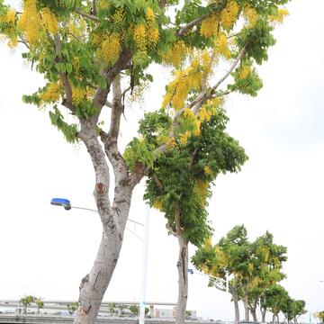 旱溪阿勃勒再度開花 民眾驚喜