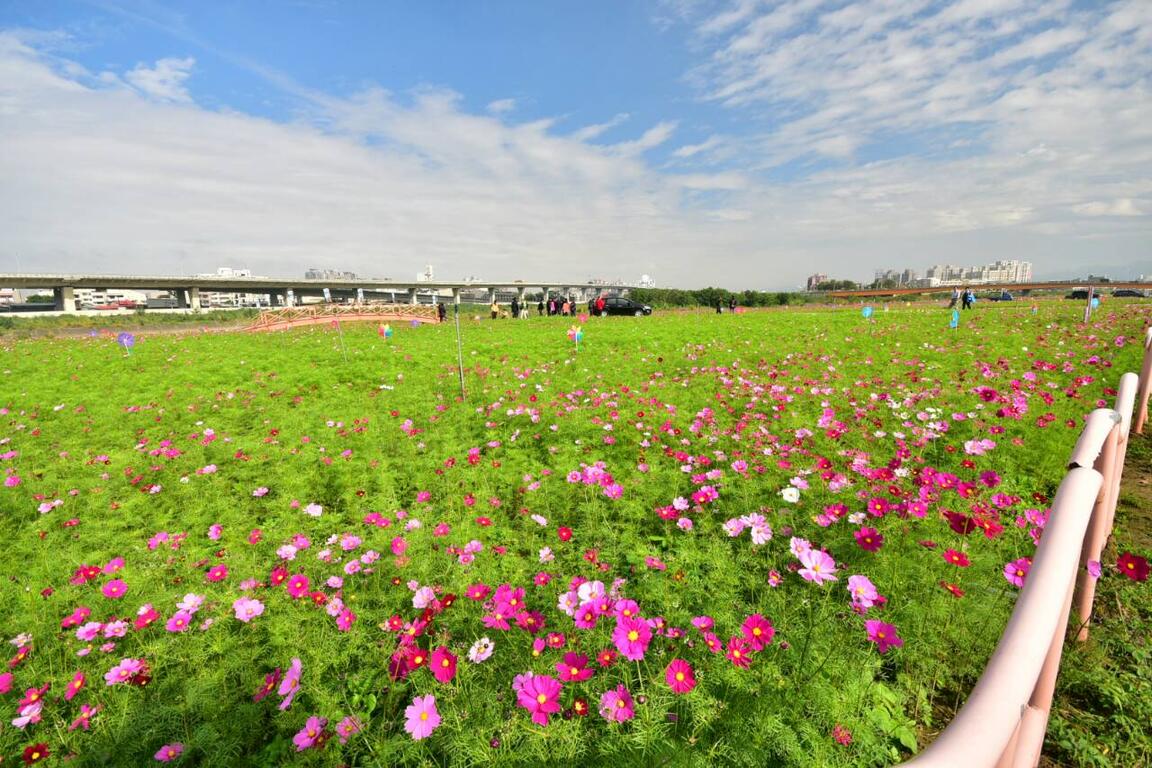 民意調查台中市民81%對台中市政府辦好花博有信心