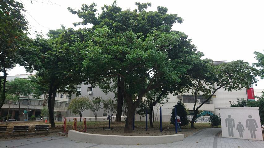 西屯區大仁公園的石栗樹