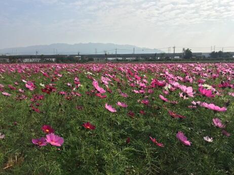 迎花博 中市添多處花田營造花園城市氣氛