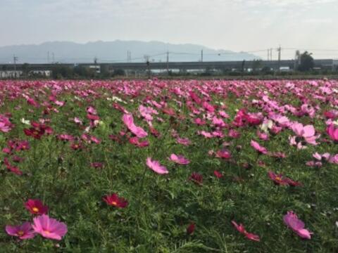 迎花博 中市添多處花田營造花園城市氣氛
