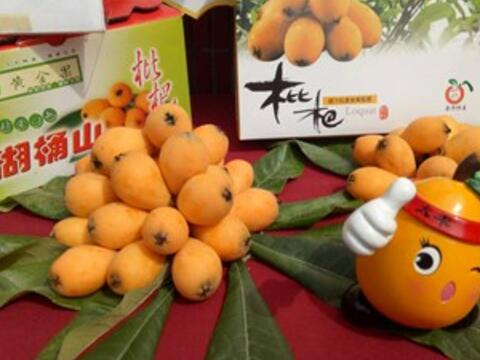 台中太平枇杷闻名全国 农村体验活动即日报名