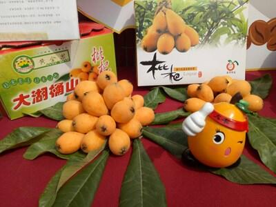 台中太平枇杷闻名全国 农村体验活动即日报名