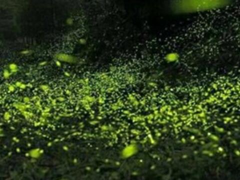 東勢螢火蟲季開跑 推出浪漫賞螢行程