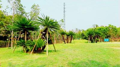 花博外埔園區植栽進度近8成 種植台灣原生樹種點亮園區