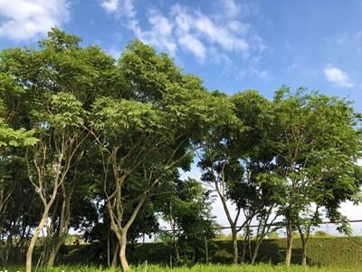 無患子林奇幻步道 花博外埔園區展四季變化風貌