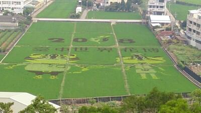 外埔再現花博彩繪稻田 虎爸虎媽可愛登場