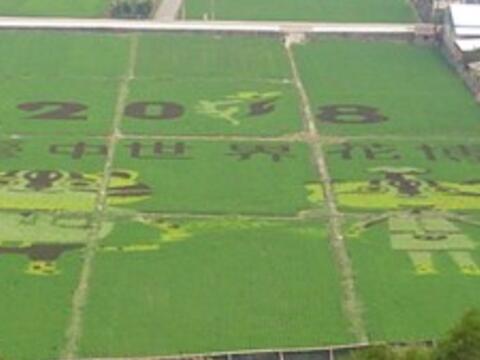 外埔再現花博彩繪稻田 虎爸虎媽可愛登場