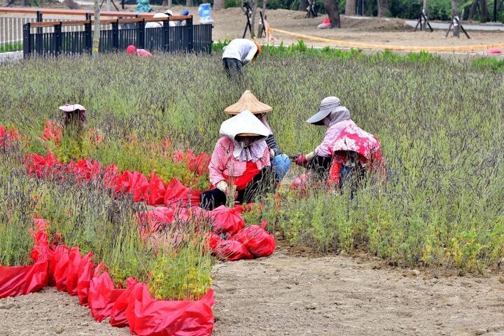大安水蓑衣再現花博豐原葫蘆墩展區 展現台灣原生植物生態之美