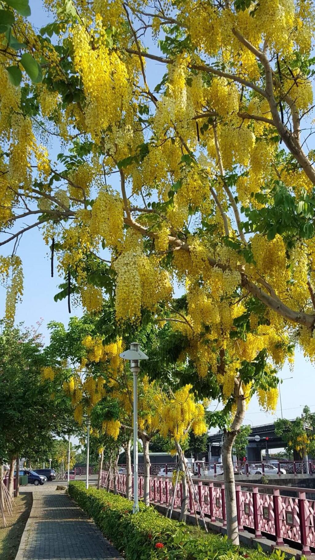 中市阿勃勒及大花紫薇盛開 民眾驚豔