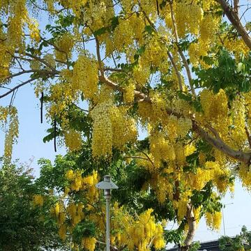中市阿勃勒及大花紫薇盛開 民眾驚豔