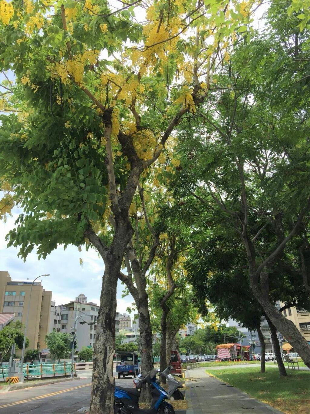 賞花趣 中市府公布41處賞樹景點