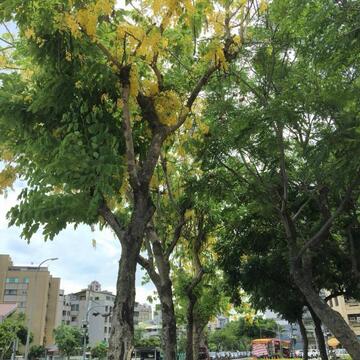 賞花趣 中市府公布41處賞樹景點