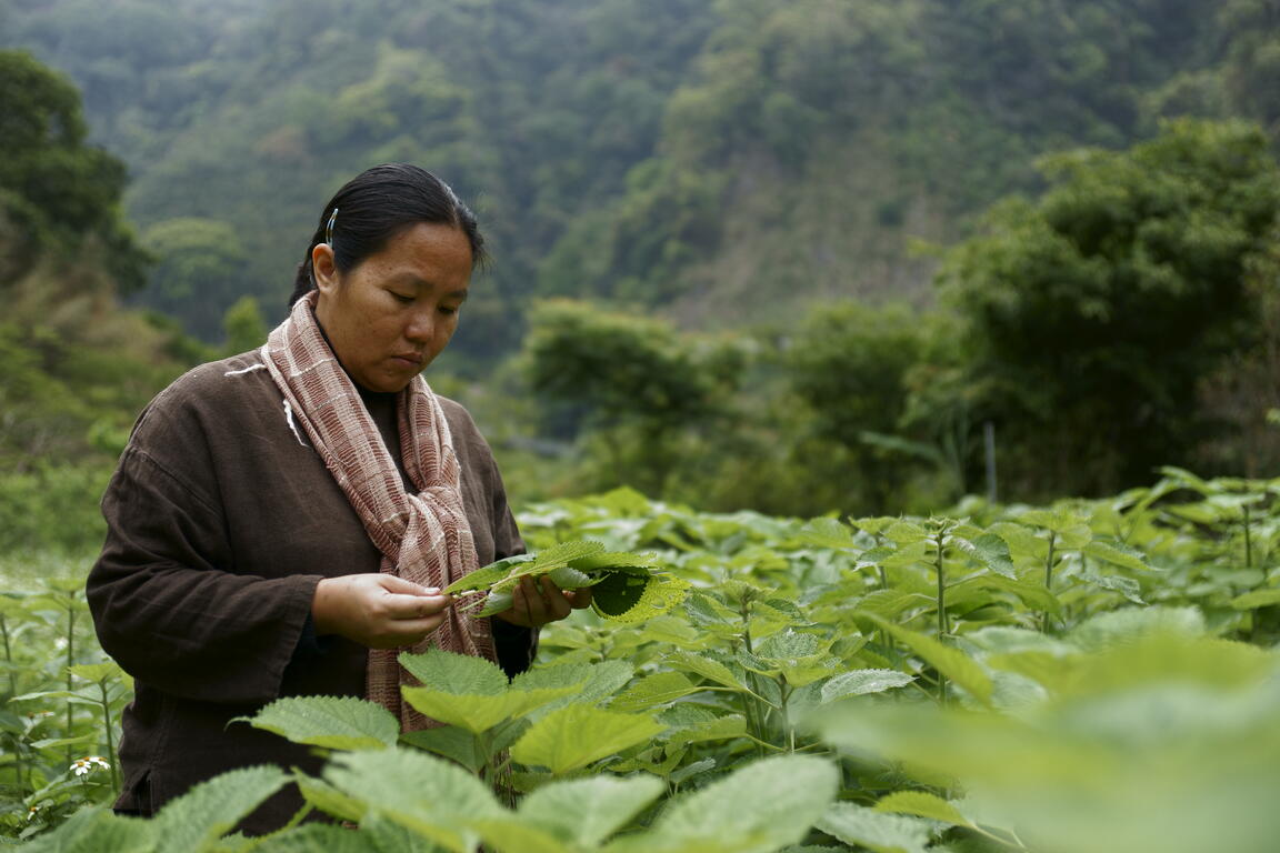 重现泰雅射日传说与染织技艺 花博「原生秘境」邀泰雅人间国宝参展