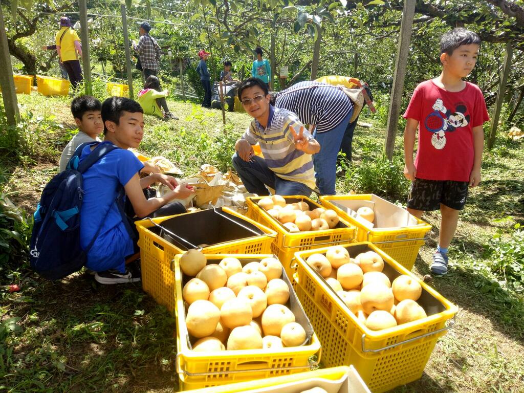 東勢梨盛產 梨樹認養採收活動登場