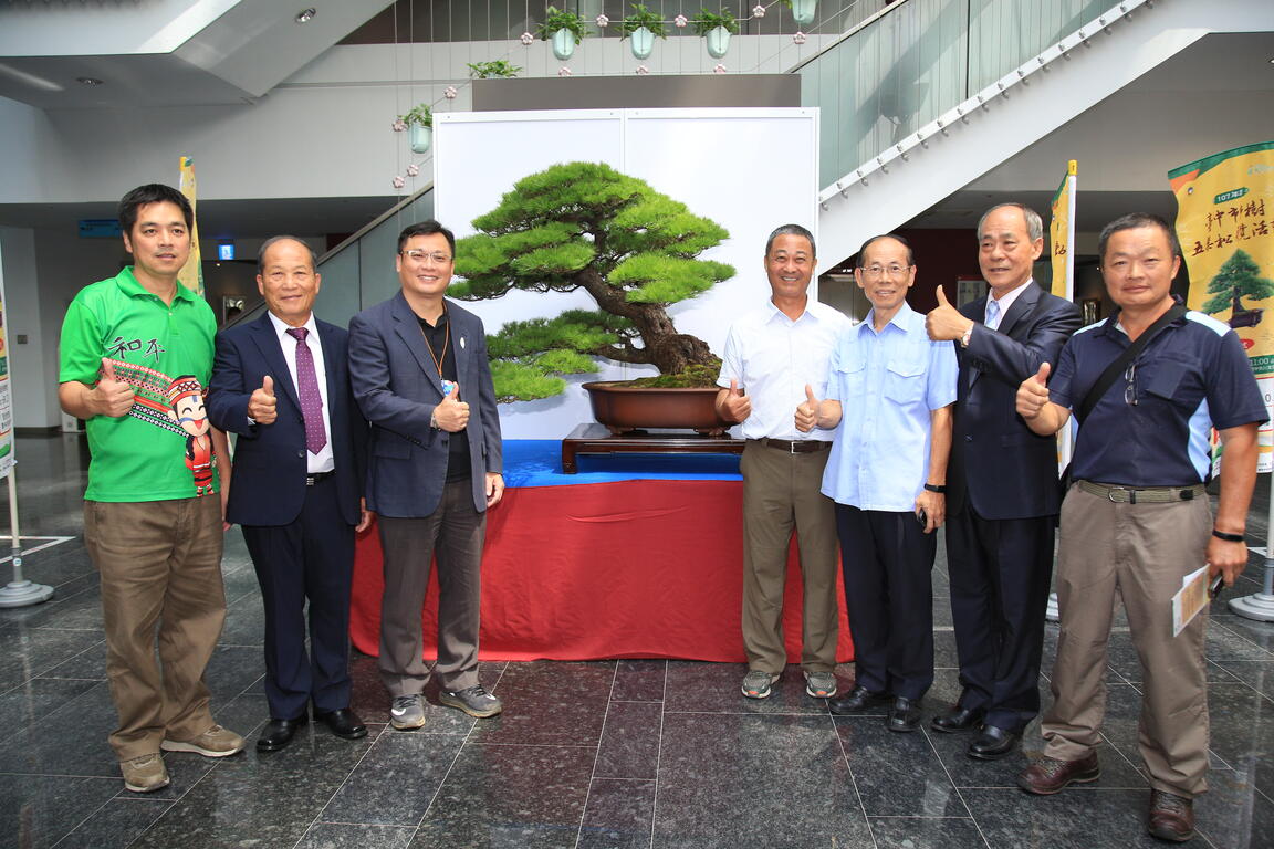 台中市树五叶松展览 树龄5百年「闪电」五叶松吸睛