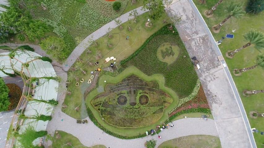 空中看见「虎爸」可爱大脸 花博外埔园彩色稻秧苗展现创意