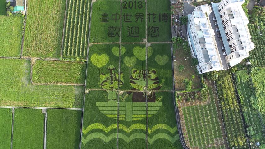 虎爸、虎媽搭乘方舟 外埔彩繪稻田超可愛
