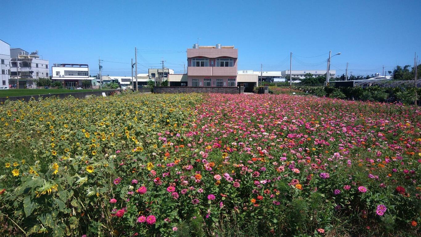 中市農業局輔導栽種景觀綠肥作物 花海美景迎花博