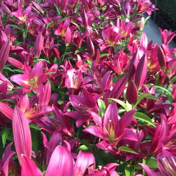 百合花产季 中市府结合花博好农市集办消费送百合活动