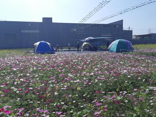 百日草、波斯菊、油菜花盛开 龙井花田之旅正夯