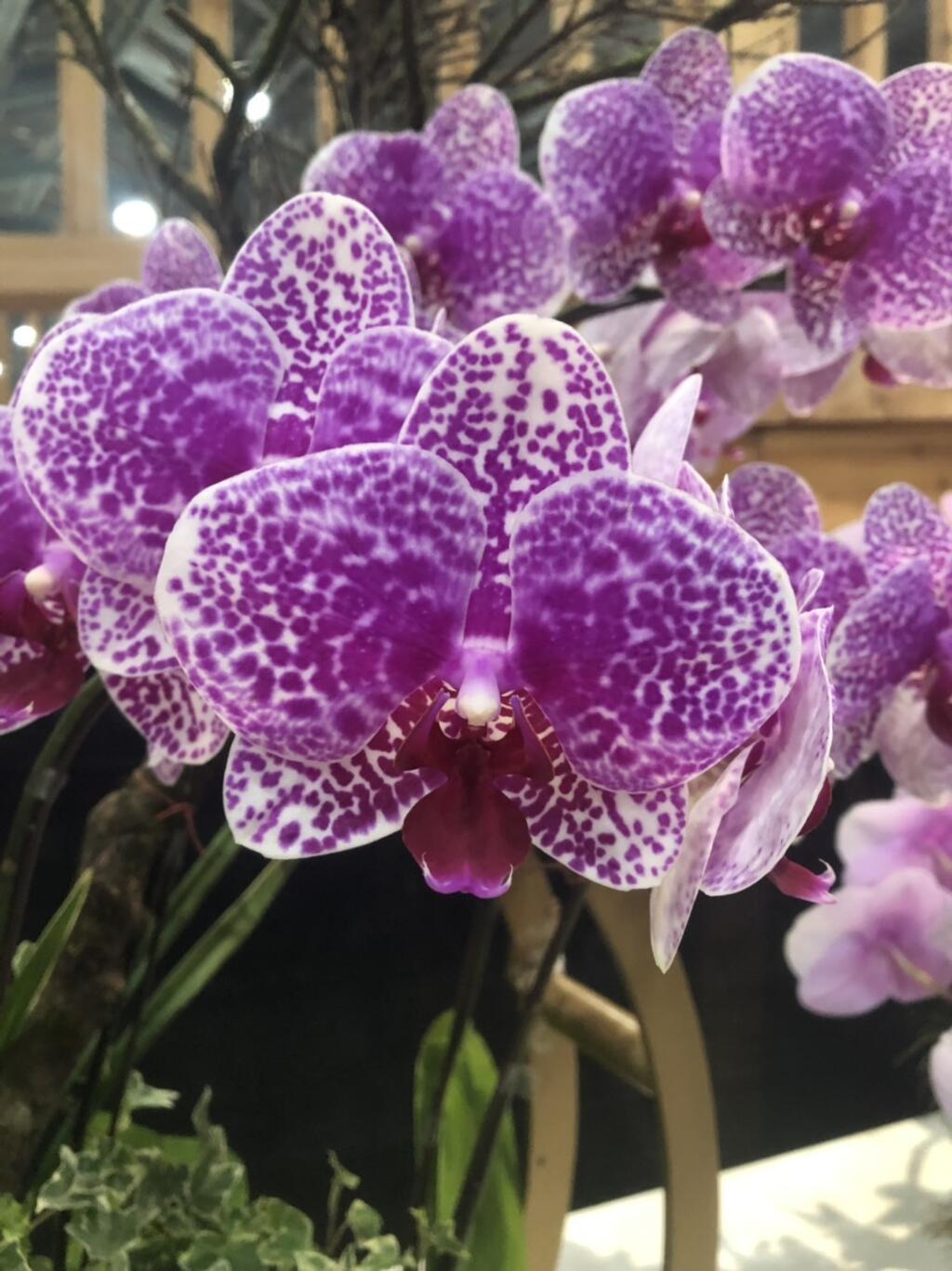 新春迎喜气 花博外埔园区蝴蝶兰特展走春好去处