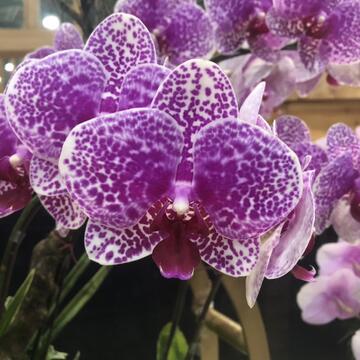 新春迎喜气 花博外埔园区蝴蝶兰特展走春好去处