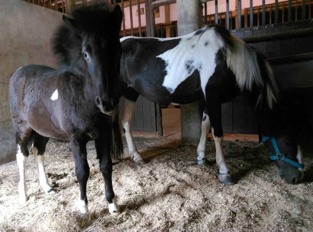 花博后里马场赏马正夯 5个月大「马宝宝」超吸睛