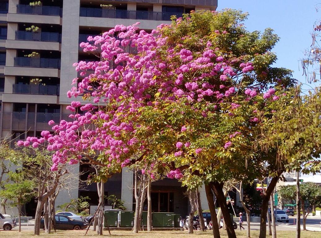 暖冬树木提早开花 中市木棉树、风铃木、火焰木美不胜收