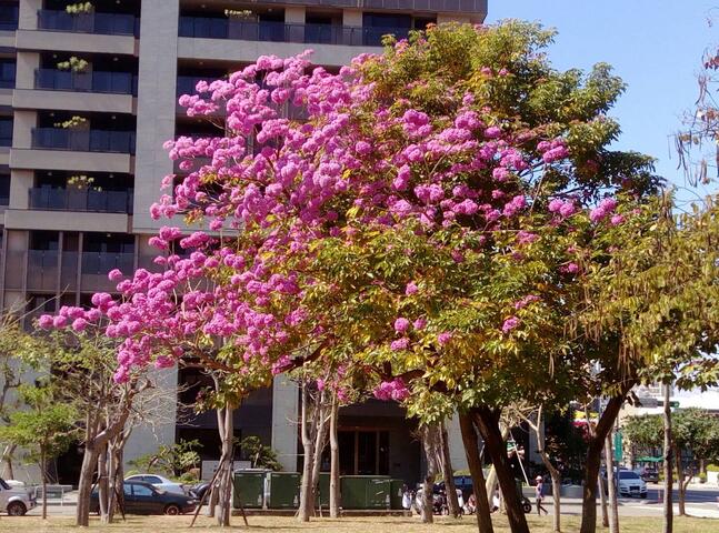 暖冬树木提早开花 中市木棉树、风铃木、火焰木美不胜收